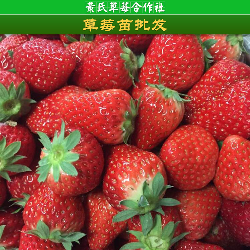 杭州草莓批发价格，草莓培育中心，草莓供应商，草莓种植户图片