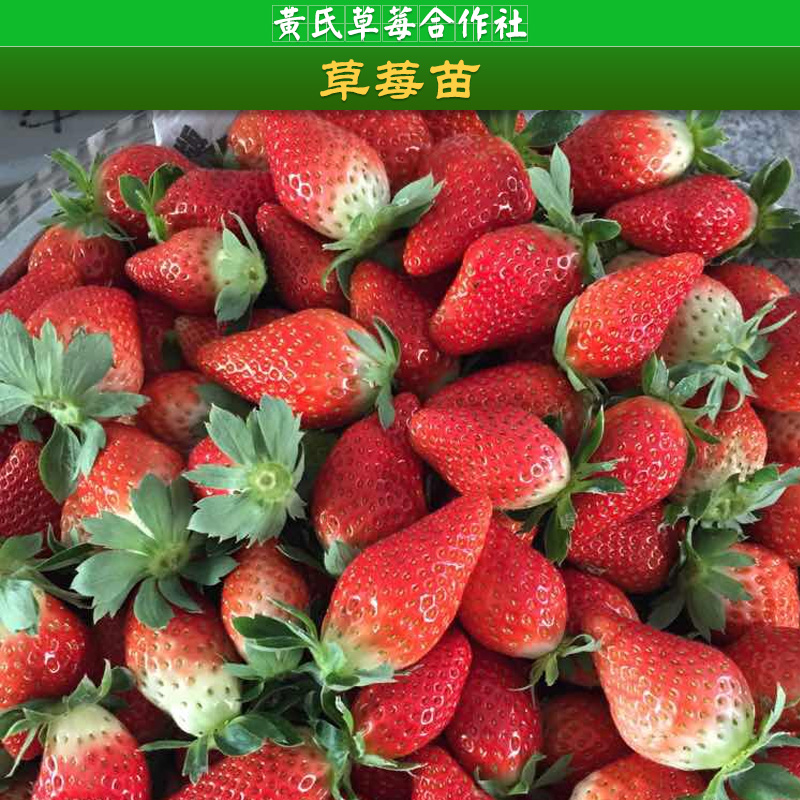 杭州草莓苗，草莓种植基地，草莓供应商，草莓种植方法