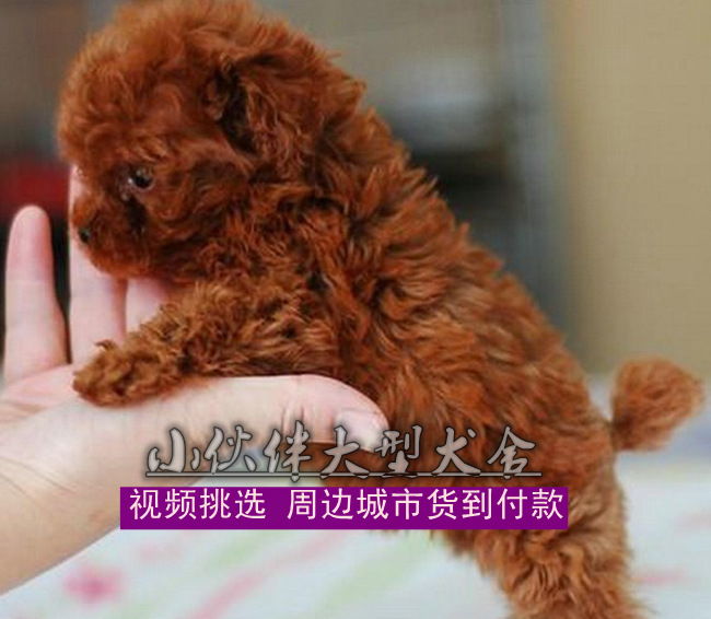 广州市广州哪里有卖泰迪熊广州狗场在哪厂家