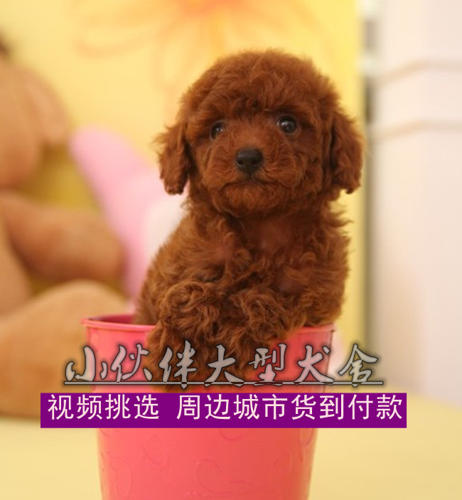 广州市广州哪里有卖泰迪熊广州狗场在哪厂家供应广州哪里有卖泰迪熊广州狗场在哪 广州纯种好的泰迪熊