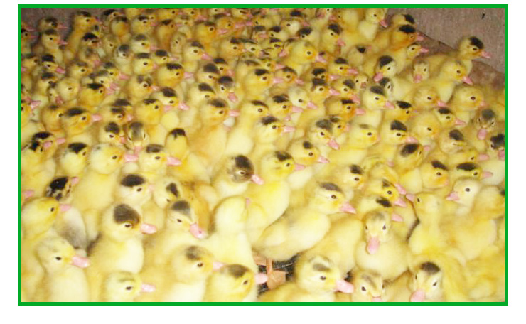 商丘市番鸭养殖户厂家供应用于养殖的番鸭养殖户 河南番鸭批发价格 北方家禽养殖批发中心