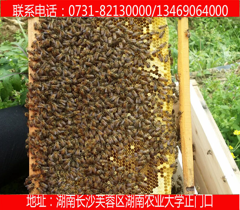供应用于养蜂专用的贵州 岳阳 株洲蜜蜂中蜂 种蜂等 养蜂工具 蜂药等批发图片