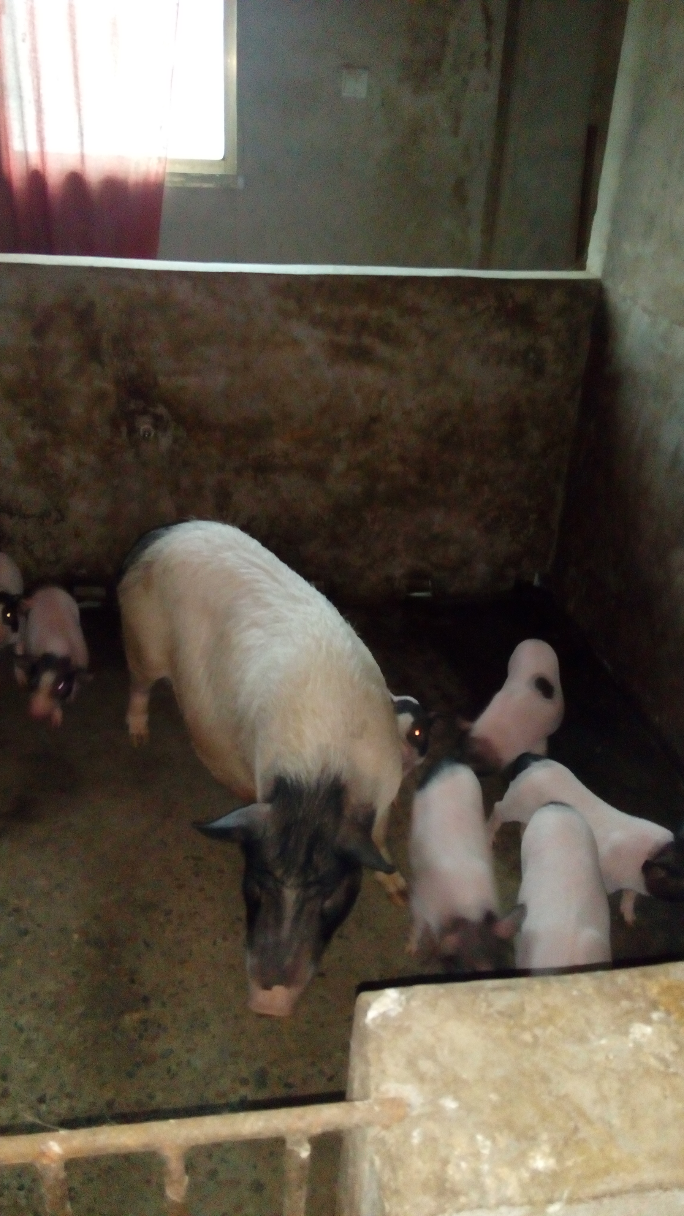 益阳市巴马香猪厂家巴马香猪，巴马香猪销售，巴马香猪价格，巴马香猪哪里有卖，