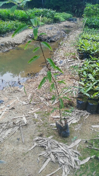 供应用于种苗的山稔子种苗 油甘子种苗