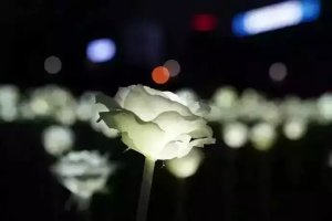 上海欢歌LED玫瑰花灯厂家批发价格/LED玫瑰花灯厂家展览制作安装/LED玫瑰花灯厂家图片