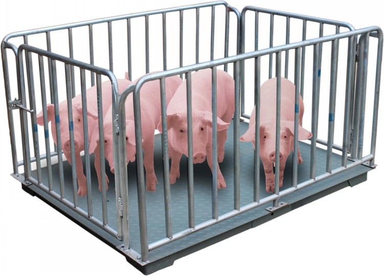 供应用于称动物的|养殖场用|称猪仔的耀华牲畜称 1—3吨称猪羊牛等平台磅