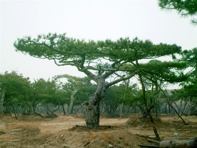 山东造型松树种植基地批发