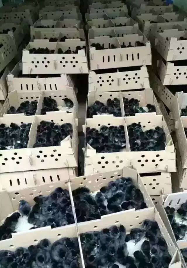莆田市供应五黑绿壳蛋鸡苗厂家常年供应五黑绿壳蛋鸡苗
