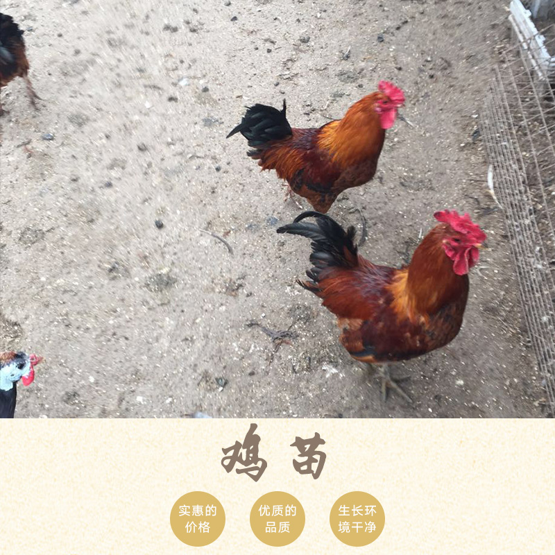 河南家家亲孵化养殖供应鸡苗、优质生态土鸡苗|笨鸡种苗、养殖孵化鸡苗图片
