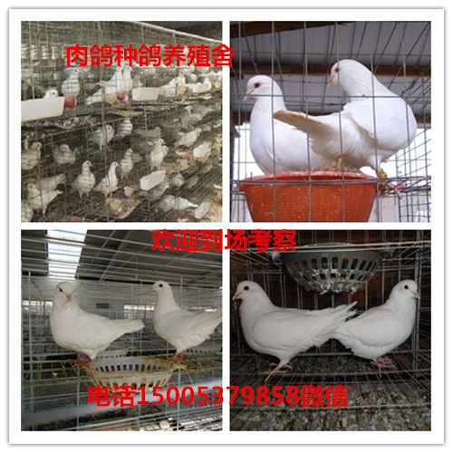 济宁市肉鸽品种有银王鸽白羽王红卡奴鸽等厂家