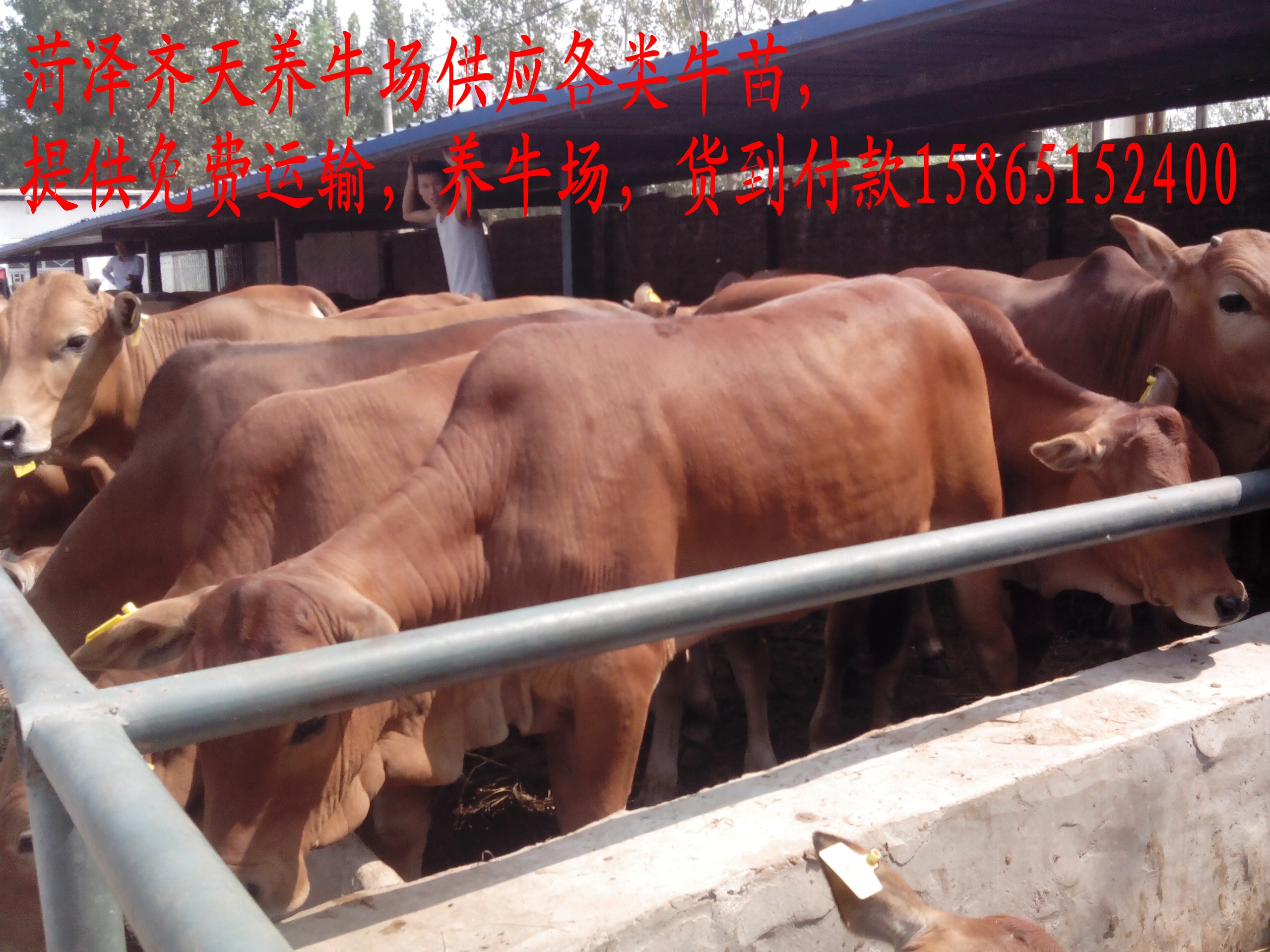菏泽郓城种牛场卖肉牛牛苗子