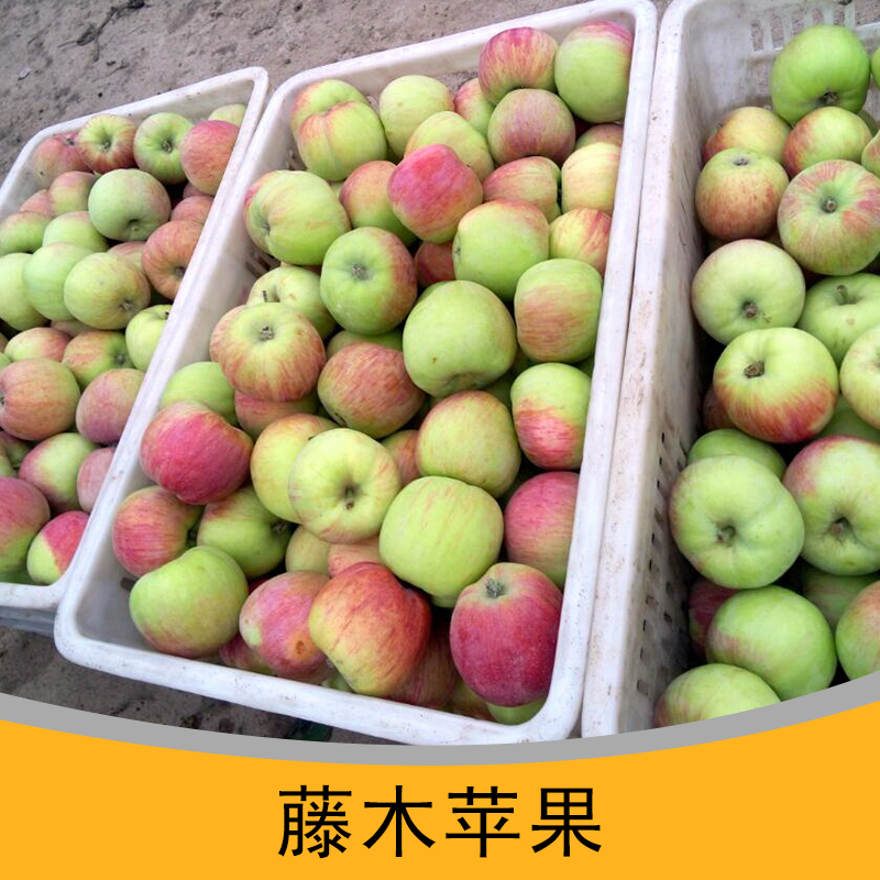 供应藤木苹果批发多少钱一斤，山东藤木苹果批发，藤木苹果批发价格