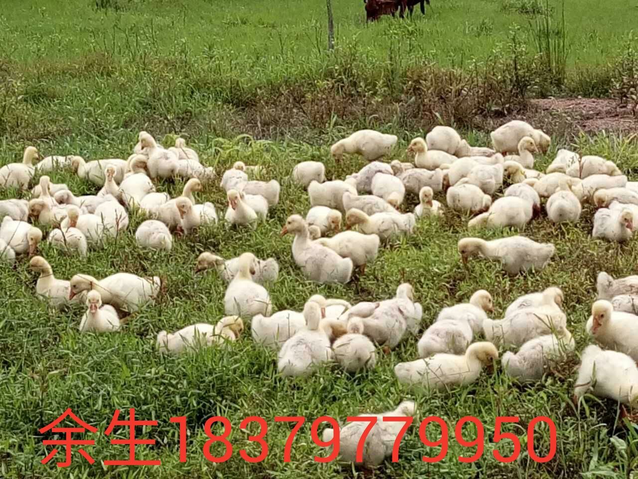 赣州市鹅厂家供应鹅/鹅肉厂家/鹅肉厂家批发商/鹅肉价格