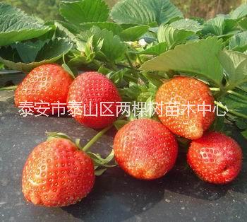 草莓苗图片