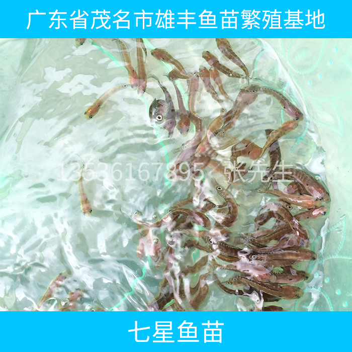 贺州七星鱼苗批发|贵港三黄本地塘鲺鱼苗|钦州罗非鱼苗良种苗