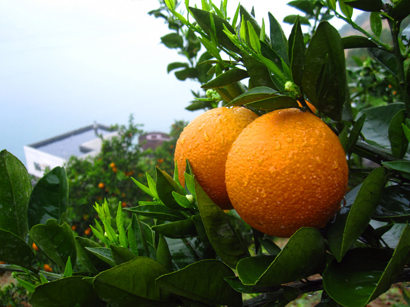 宜昌市农家水果橙子厂家供应农家水果橙子，现摘新鲜水果夏橙 天然无污染  皮薄多汁口感酸甜 孕妇榨汁特产