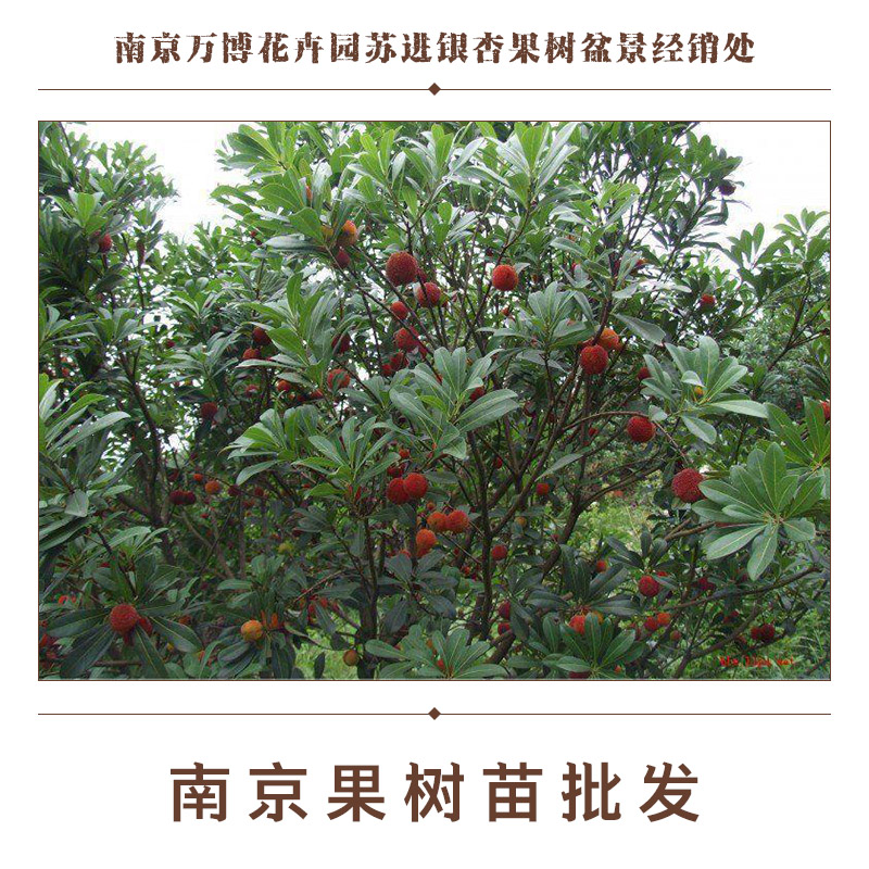 杨梅-苗木种植基地批发报价优质供应商图片
