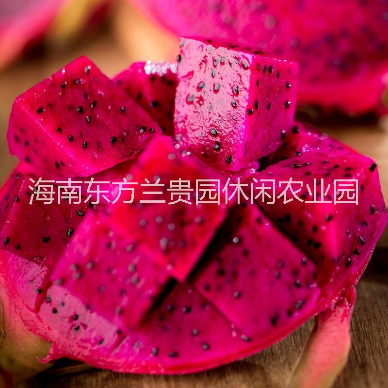 供应用于食用生产的台湾大红金都一号红心火龙果销售