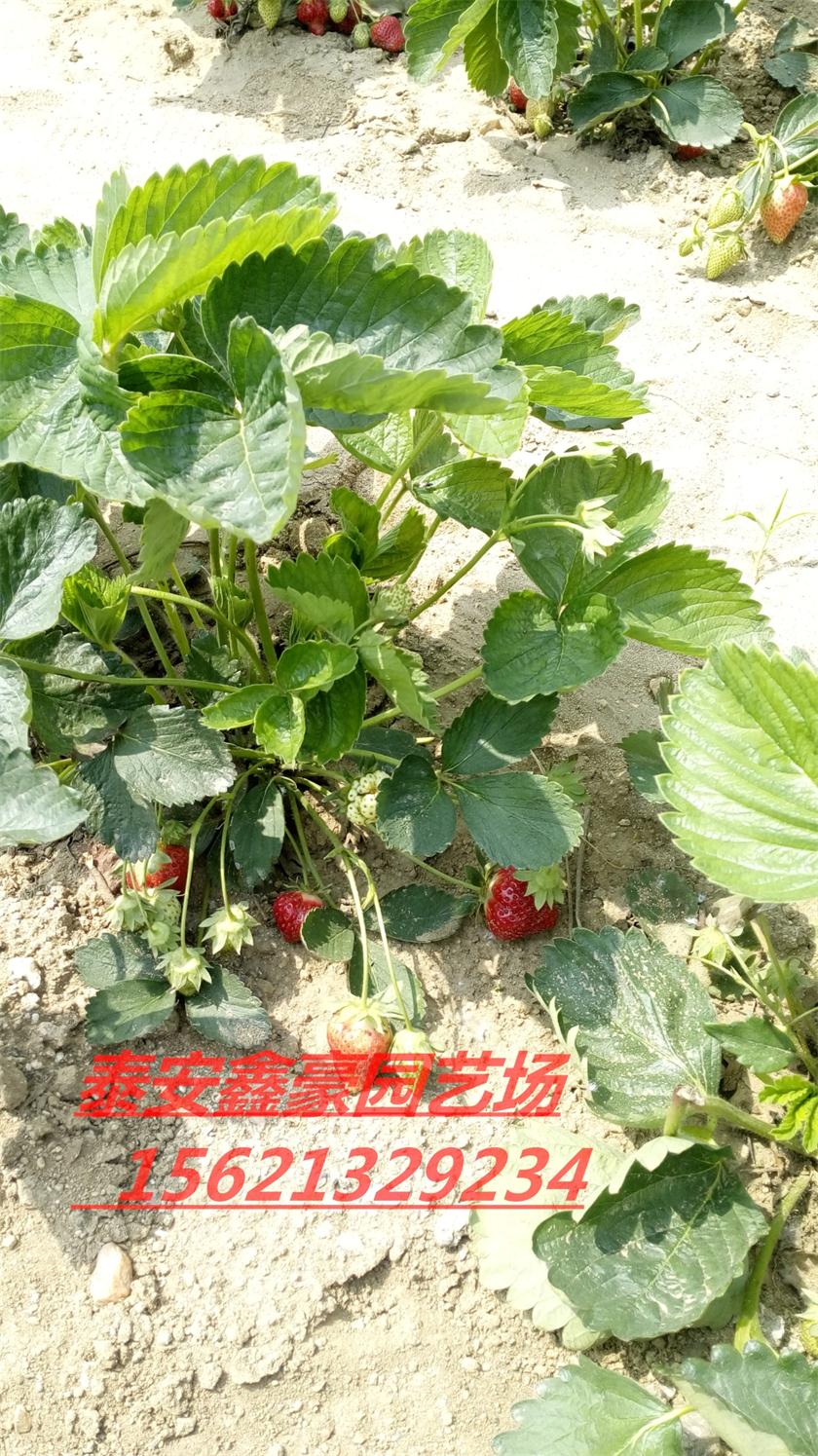 山东草莓苗价格 山东草莓苗批发 草莓苗多少钱一颗 甜宝草莓苗图片