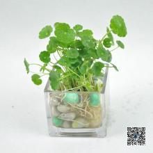 广州市多种绿化盆栽水生植物批发价厂家