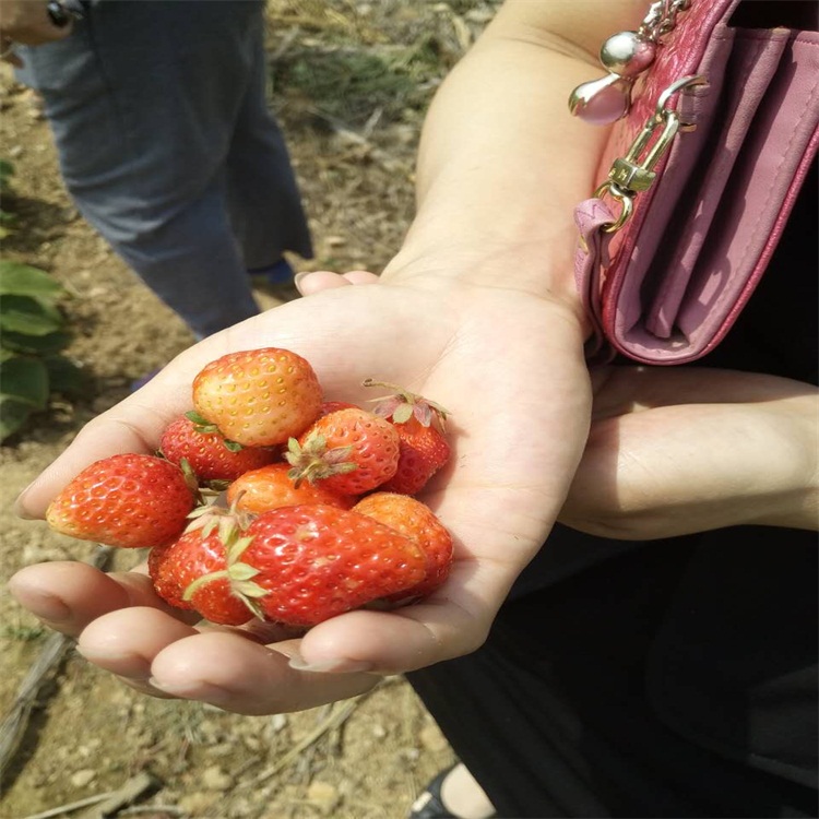 山东章姬草莓苗价格 批发 价格 多少钱一颗 适合大棚种植的草莓苗图片