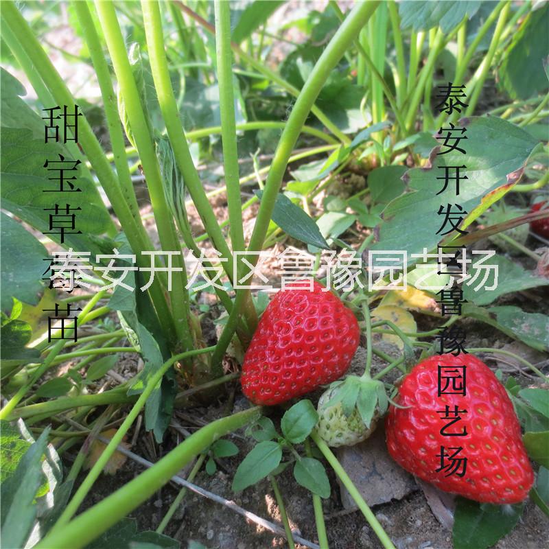 供应出售草莓苗 草莓苗批发价格