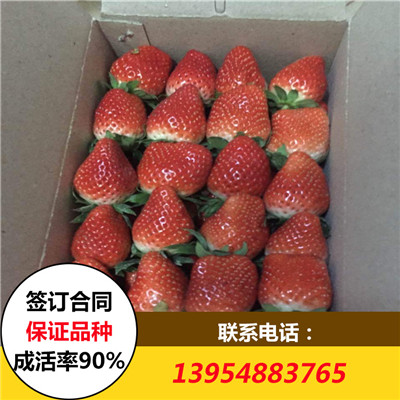泰安市红颜草莓苗 红颜草莓苗价格厂家红颜草莓苗 红颜草莓苗价格