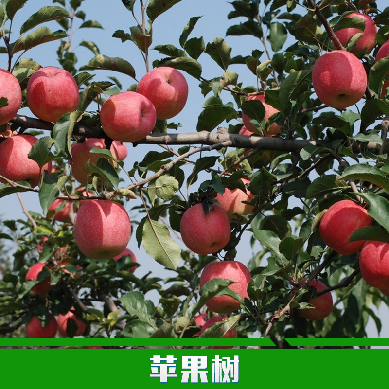 运城市苹果树厂家供应用于种植的苹果树 优质苹果树 山西优质苹果大树