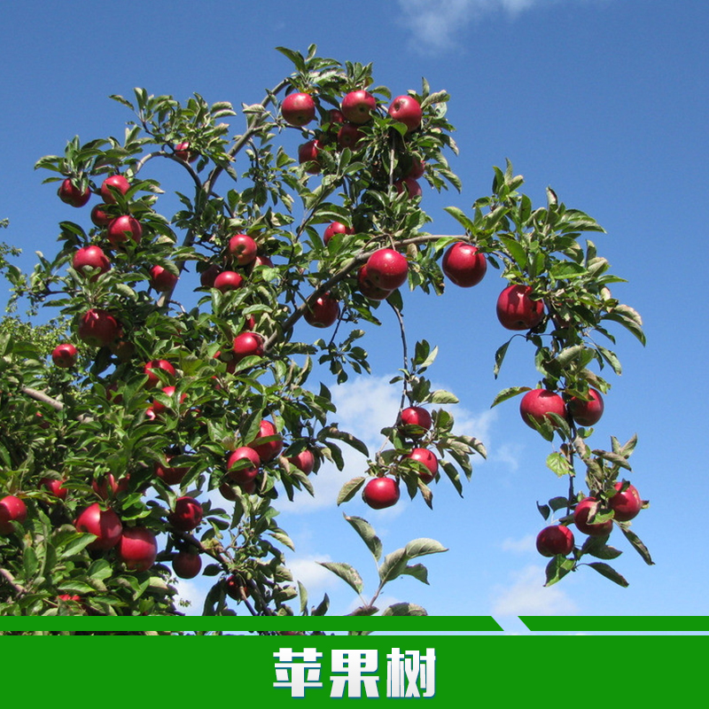 苹果树供应用于种植的苹果树 优质苹果树 山西优质苹果大树