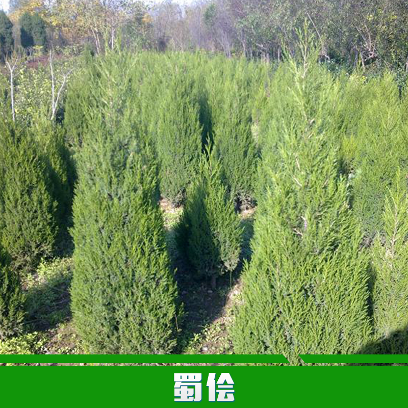 供应用于种植的蜀侩批发 优质蜀侩 四季常青植物 园林绿化图片