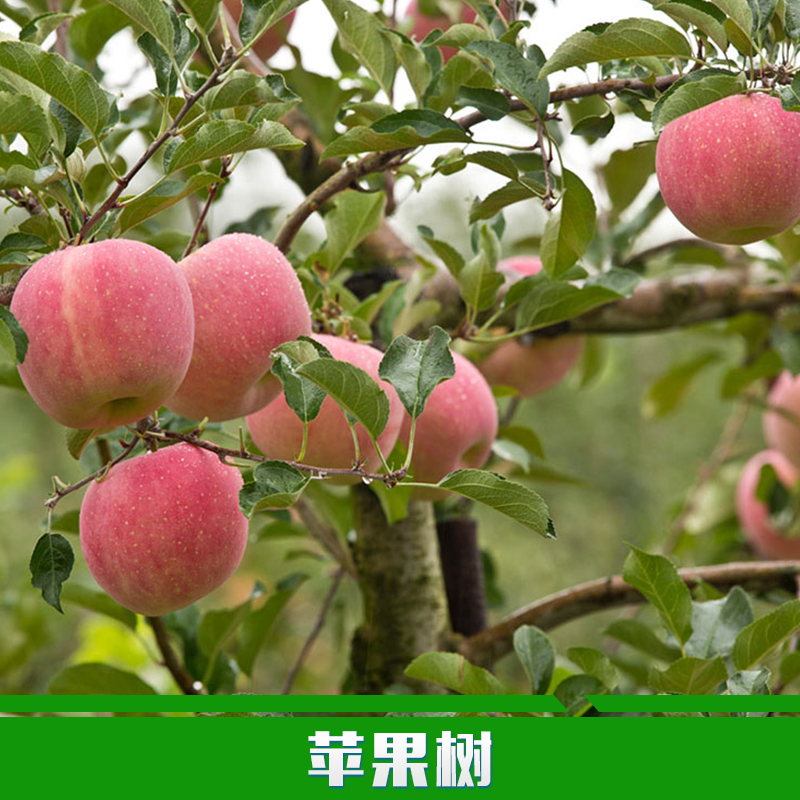 供应用于种植的苹果树 优质苹果树 山西优质苹果大树
