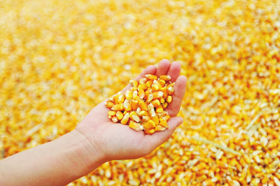 河南大量收购玉米厂家价格_河南大量收购玉米
