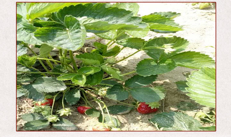 草莓苗 草莓苗新品种 草莓苗新品种 山东草莓苗种植基地图片