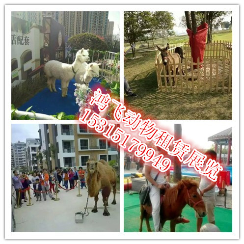 济宁市哪里有出租羊驼的，羊驼价格厂家供应哪里有出租羊驼的，羊驼价格