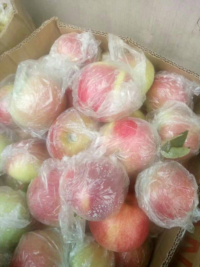 日照市红富士苹果厂家水晶红富士苹果批发多少钱山东红富士苹果价格