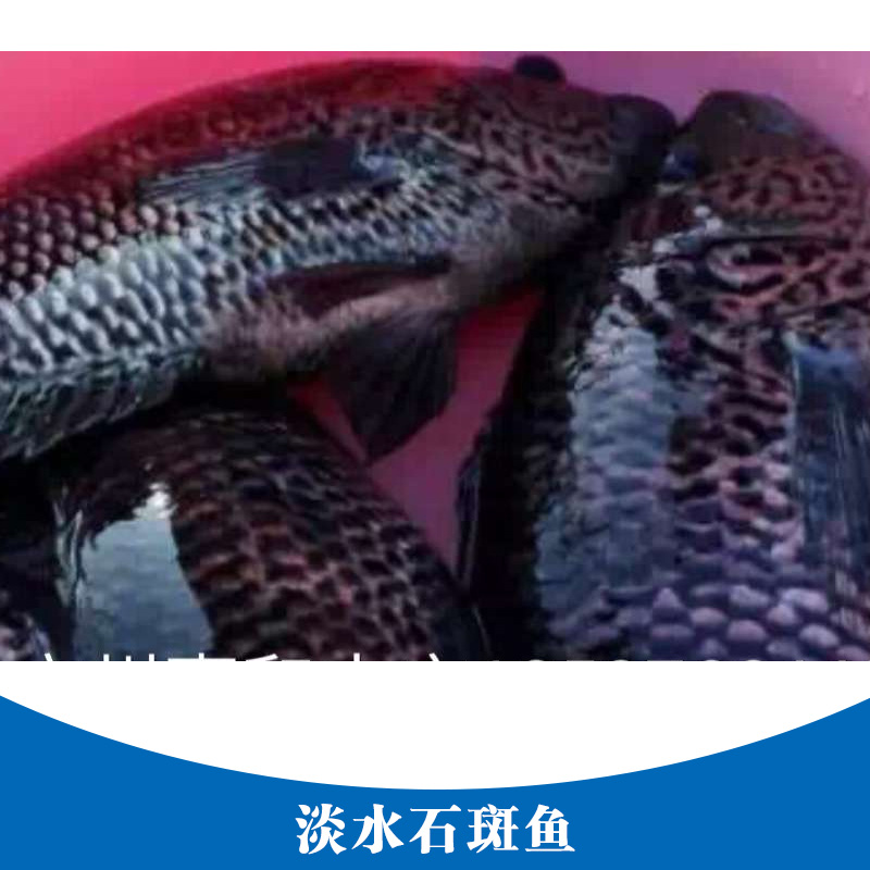 广州市淡水石斑鱼产品厂家淡水石斑鱼产品 石斑鱼鱼苗养殖场 淡水鱼鱼苗 淡水石斑鱼鱼苗