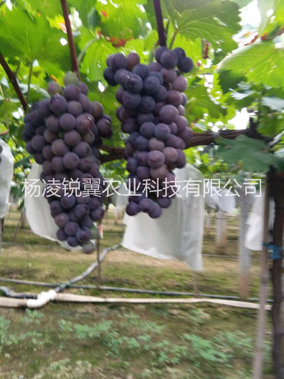 咸阳市陕西水果户太八号葡萄种植基地直供厂家