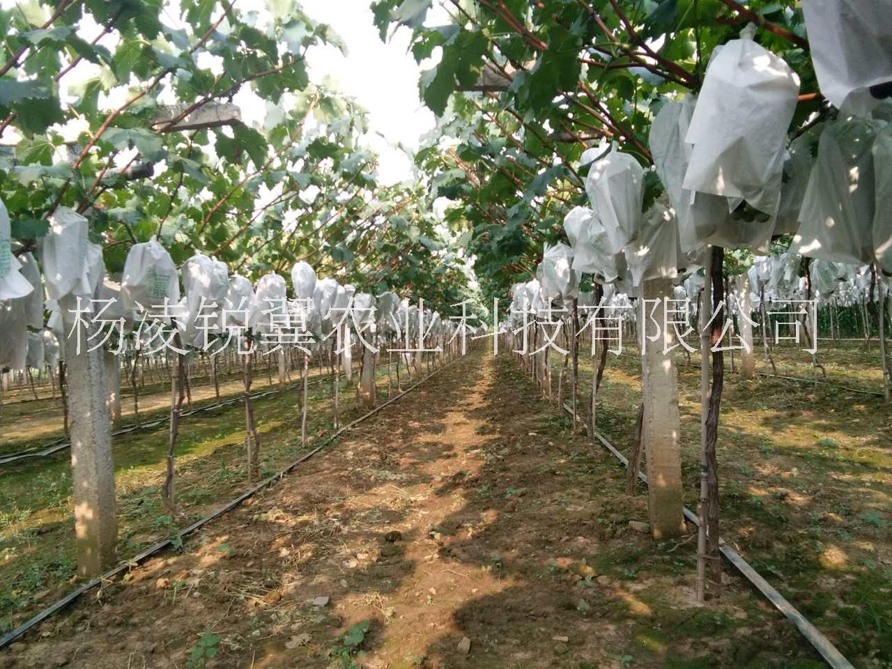 咸阳市陕西水果户太八号葡萄种植基地直供厂家陕西水果户太八号葡萄种植基地直供 水果葡萄