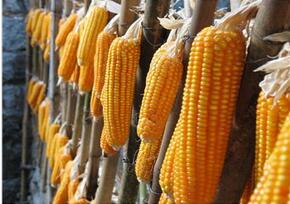 玉米销售 玉米种植、玉米批发