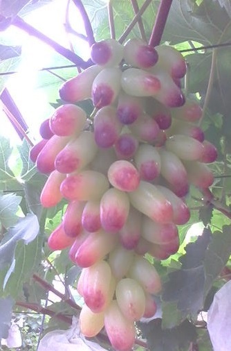 金华市盆栽葡萄管理 早熟葡萄新品种厂家