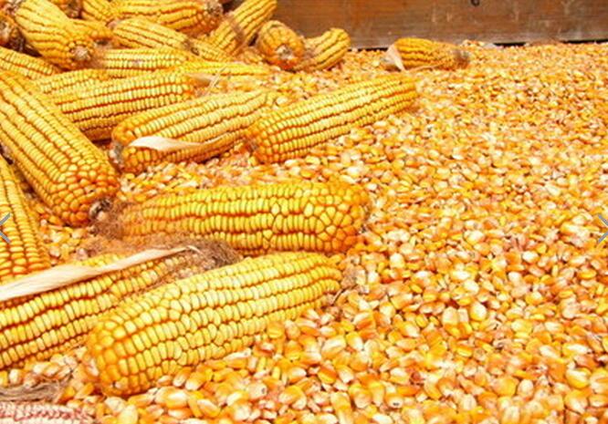 黑龙江厂家专业销售新鲜玉米图片