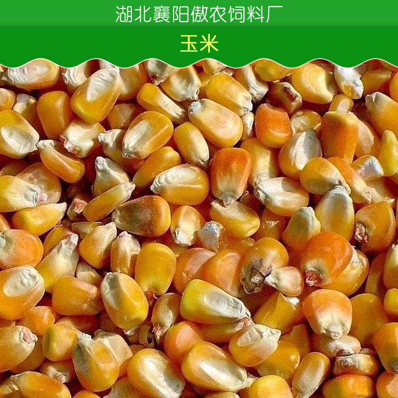 玉米小麦大豆高粱麸皮等批发