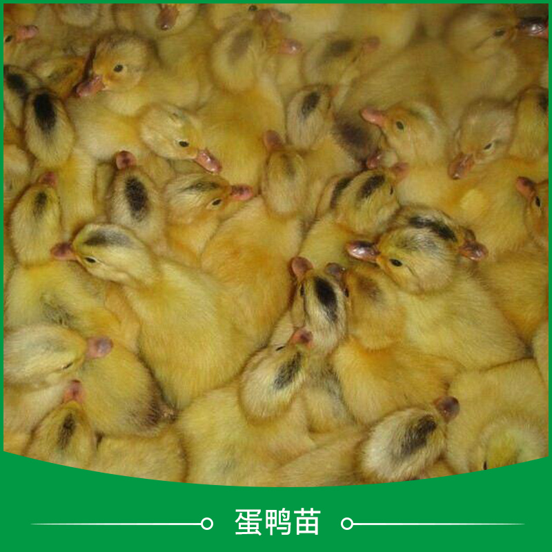 广州麻鸭鸭苗公司联系电话、麻鸭鸭苗养殖基地在哪里图片