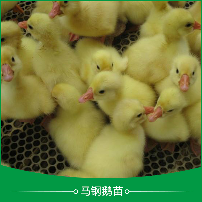 广州马岗鹅苗养殖场在哪里、广州马岗鹅苗采购联系电话