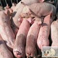 仔猪养殖场仔猪养殖场生产厂家批发销售价格直销