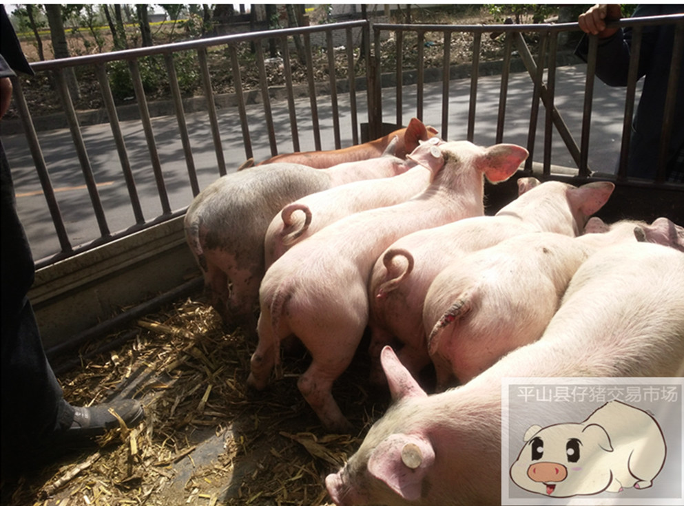 河北大白仔猪哪家好-批发-养殖基地-养殖场-多少钱（平山县仔猪交易市场）图片
