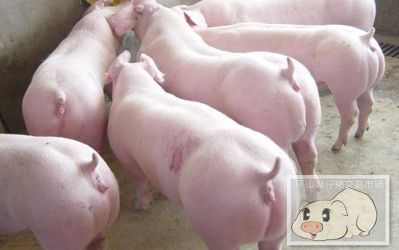 河北省杜洛克仔猪 养殖场批发价格降价处理 养殖购销基地