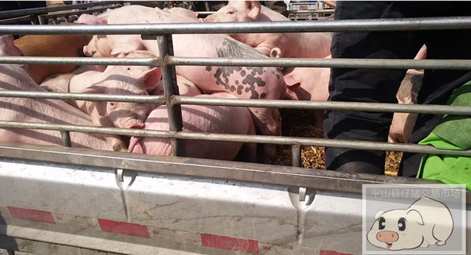 内蒙猪崽生产养殖场厂家批发销售价格图片