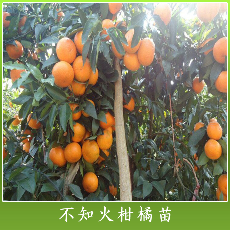 广西不知火柑橘苗批发 丑八怪柑树种苗 不知火杂柑苗 优质高产柑橘苗图片