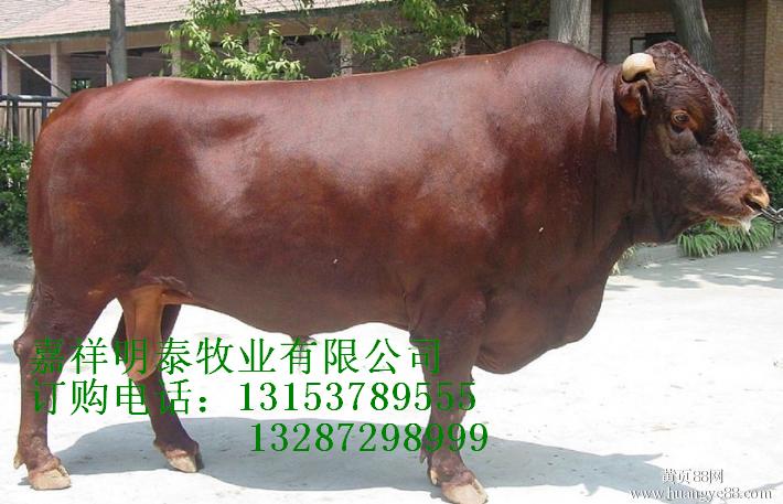 纯种利木赞的价格 利木赞养殖基地 利木赞牛的最新价格 利木赞牛的疾病防治图片